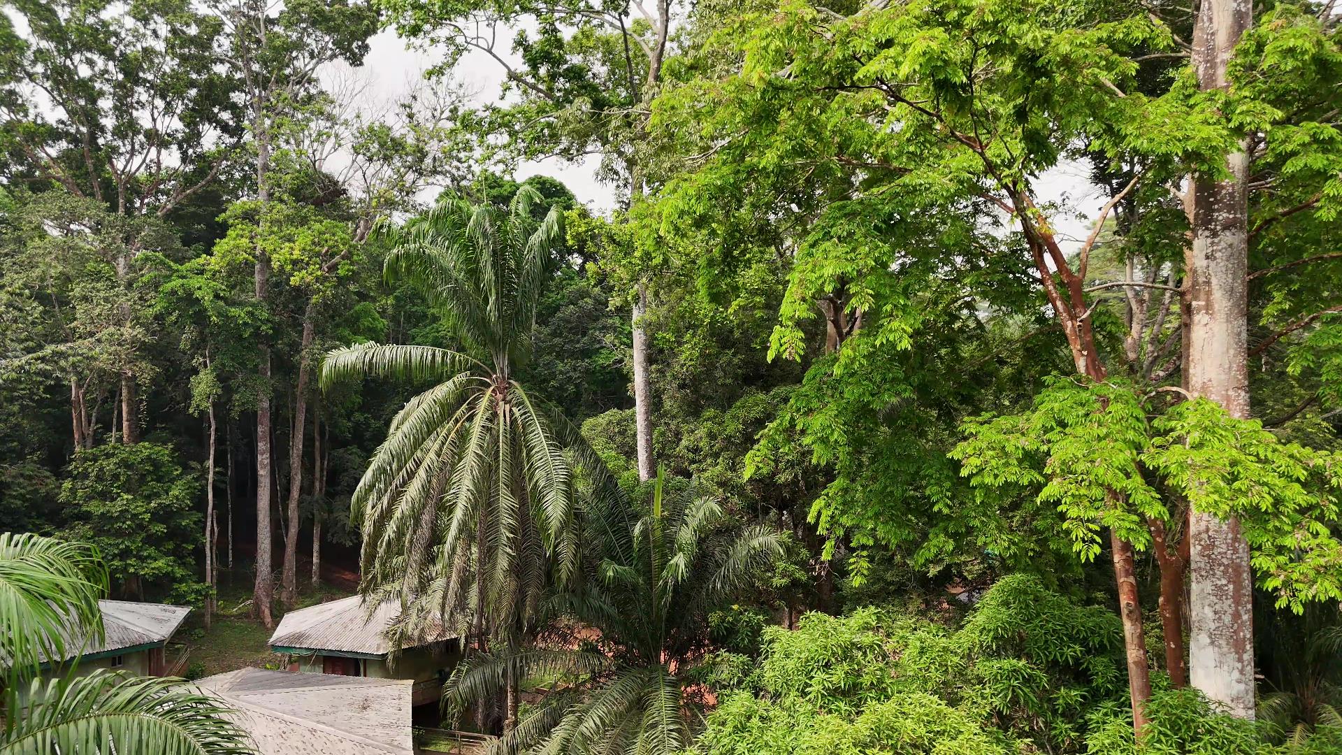 Okomu National Park Okomu National Park Lush Greenery