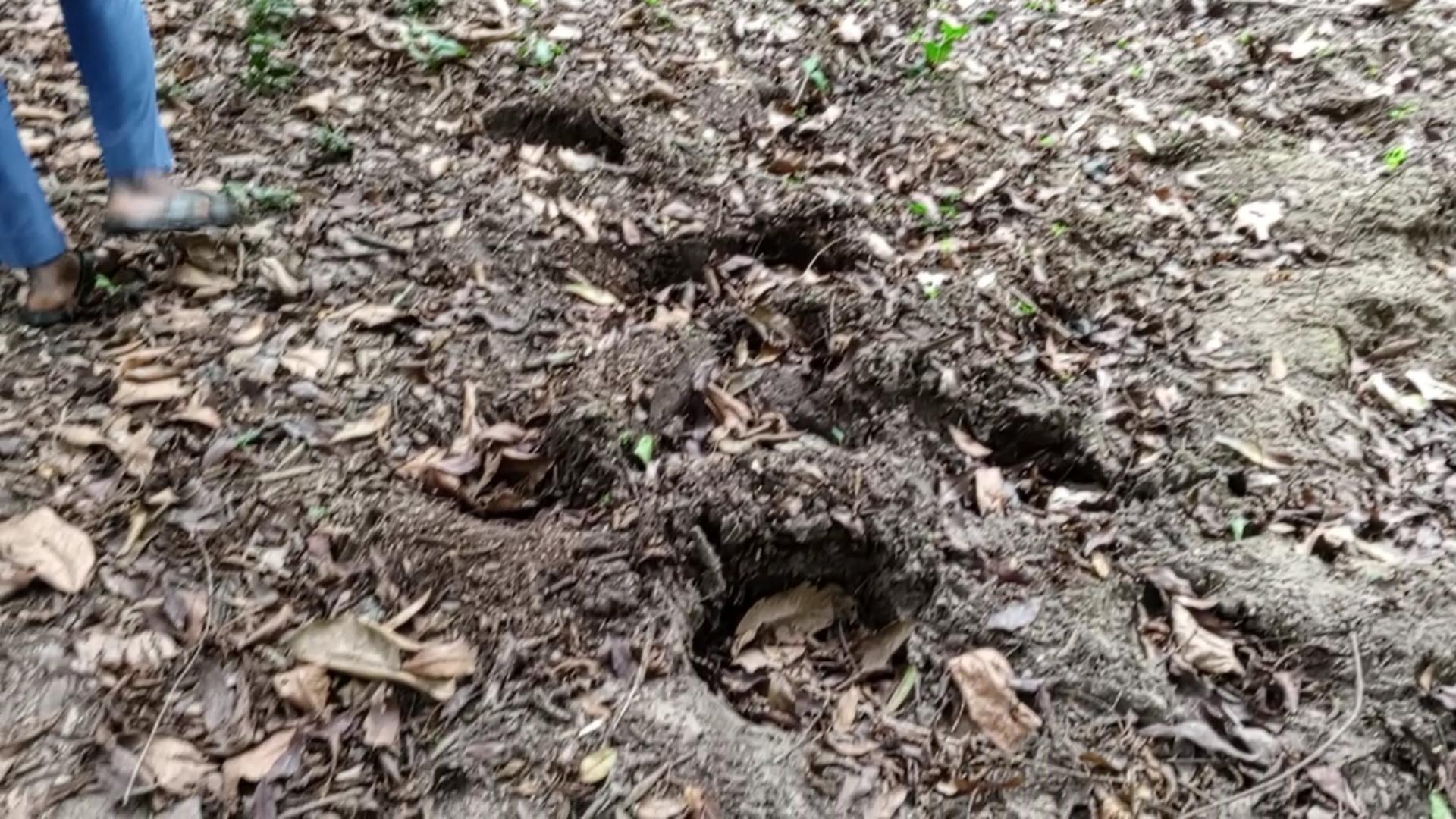 Okomu National Park Elephantfootprints.jpg