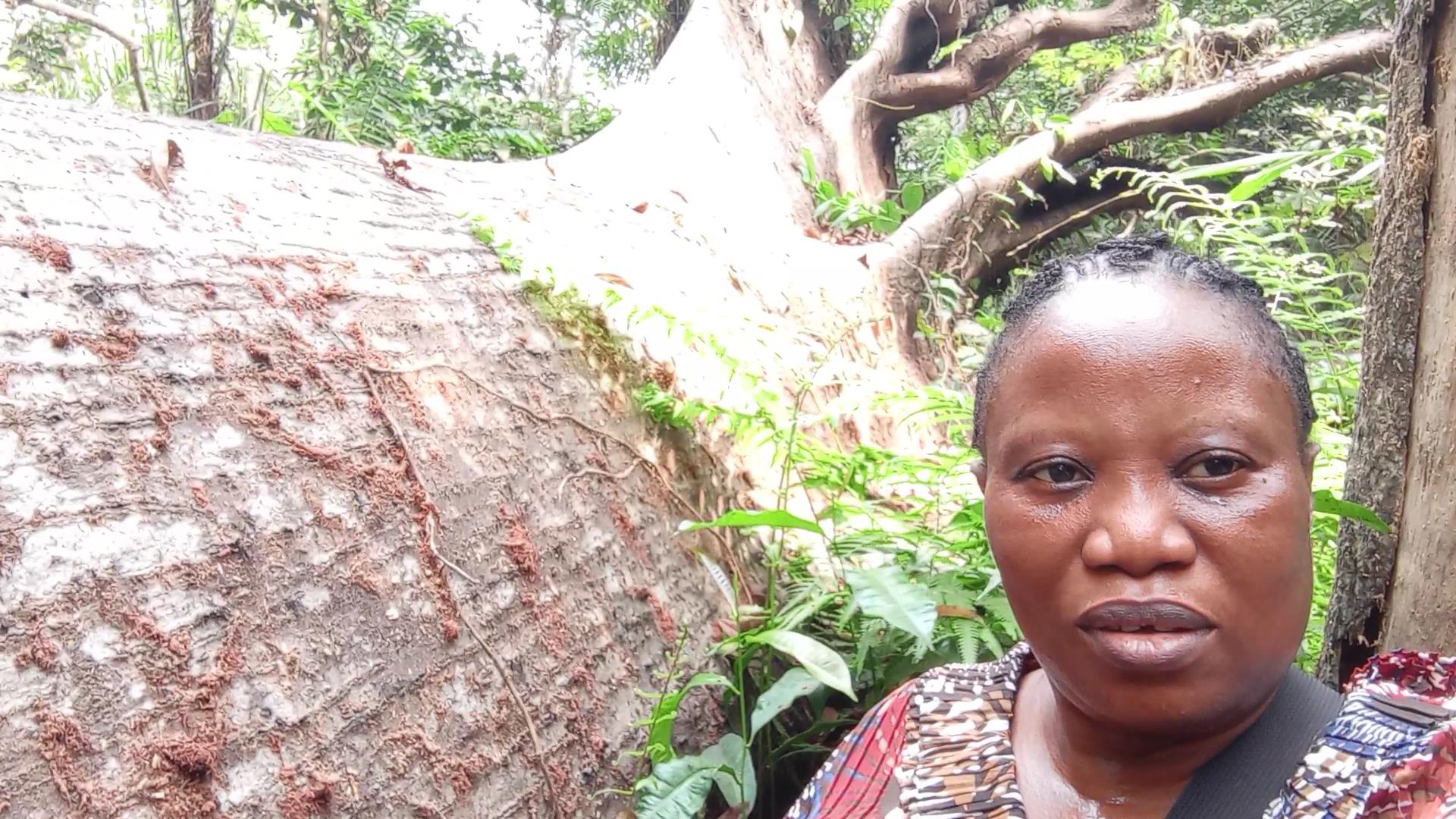 The tree that once hosted the tree house.jpg The tree that once hosted the tree house.jpg